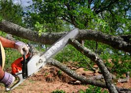 Why Choose Our Tree Removal Services in Nevada City, CA?