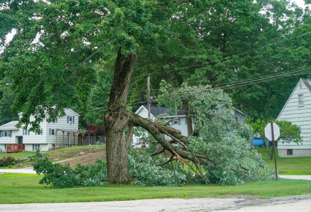 Best Tree Preservation Services  in Nevada City, CA