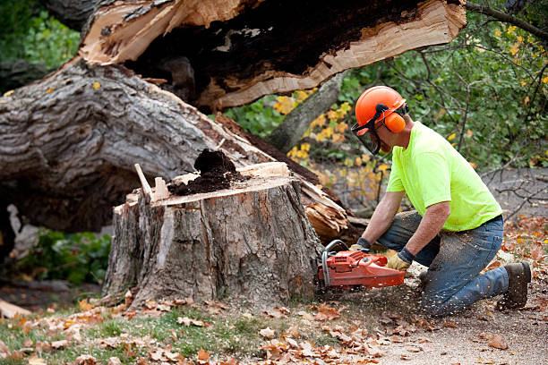 Soil Testing and Treatment in Nevada City, CA