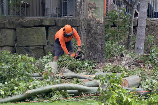 Best Utility Line Clearance  in Nevada City, CA