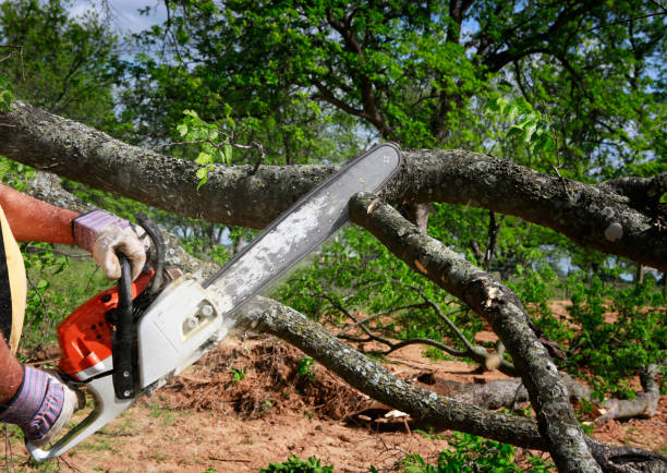 Leaf Removal in Nevada City, CA